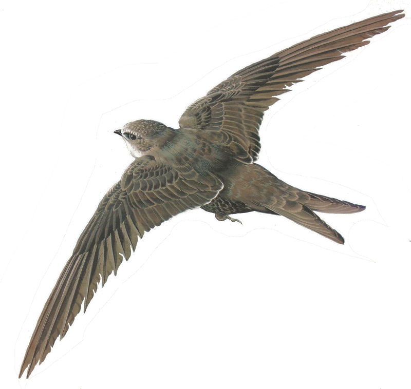 Стриж Перелетная птица