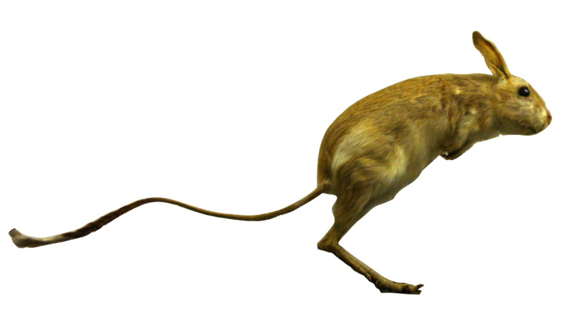 Малый тушканчик (Allactaga elater)