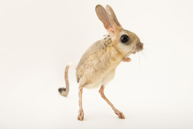 Большой тушканчик (Земляной заяц)