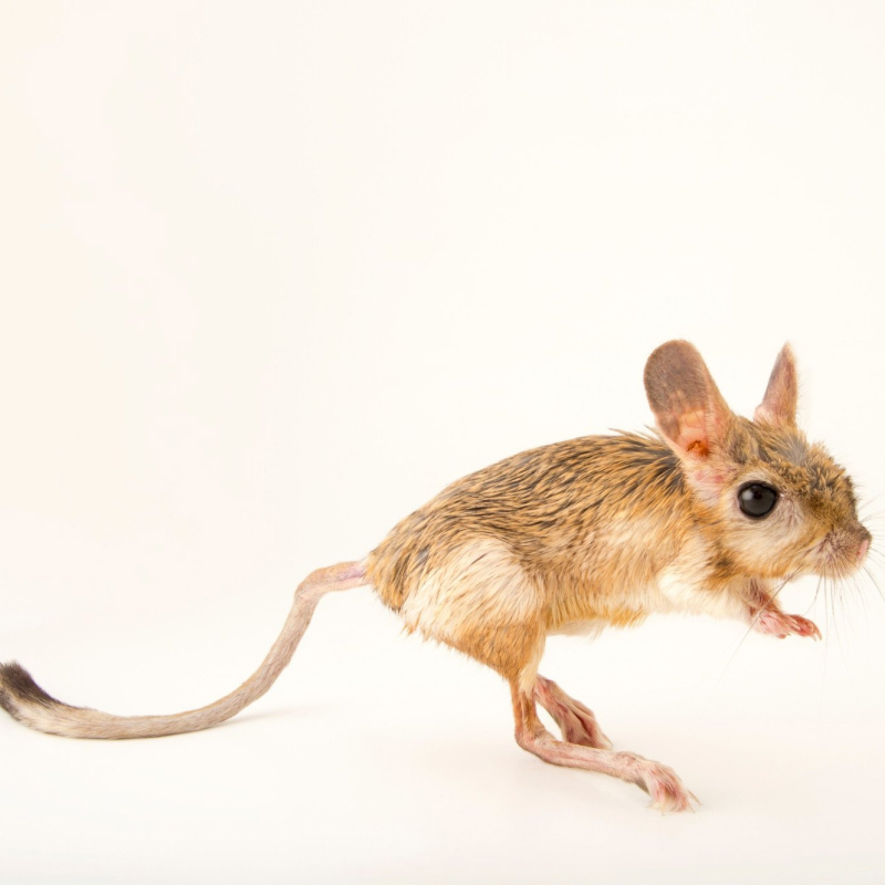 Большой тушканчик