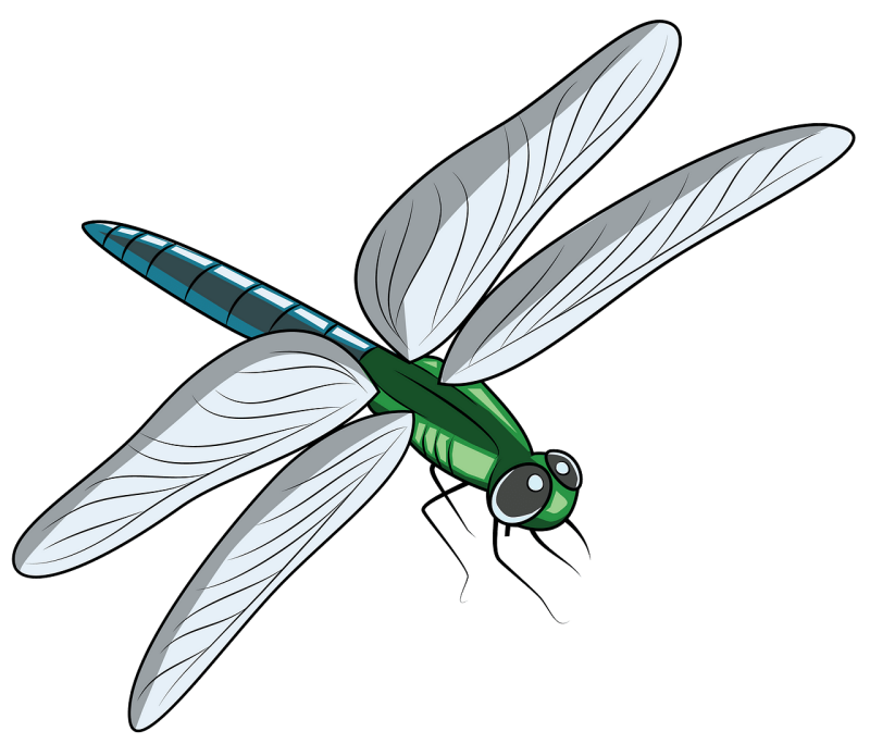 Стрекоза для детей