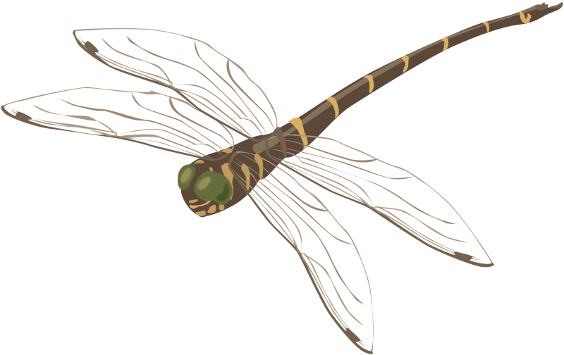 Стрекоза картинка на белом фоне