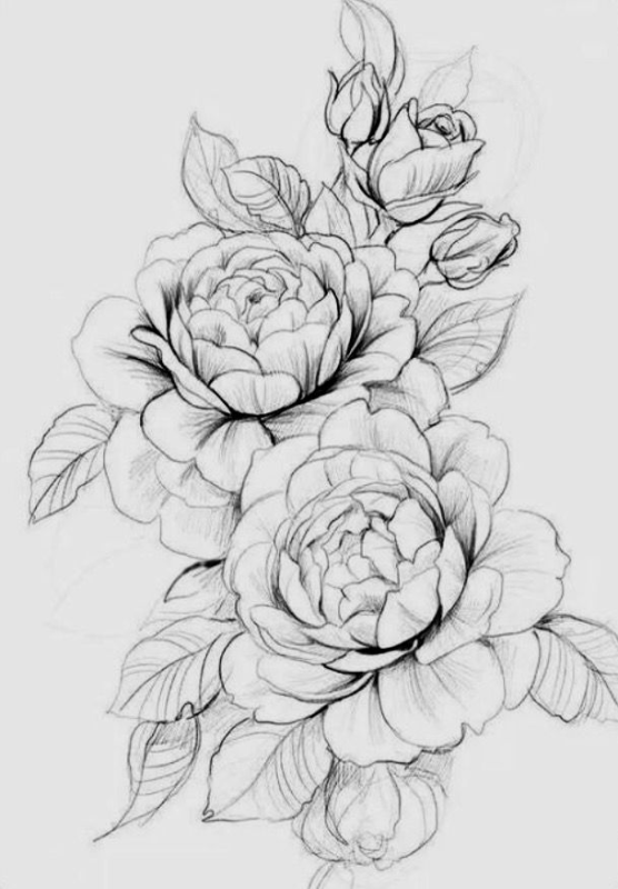 Пионы випшейдинг