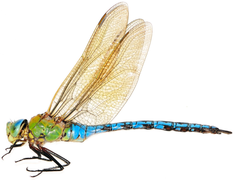 Стрекоза Дозорщик Император зеленая