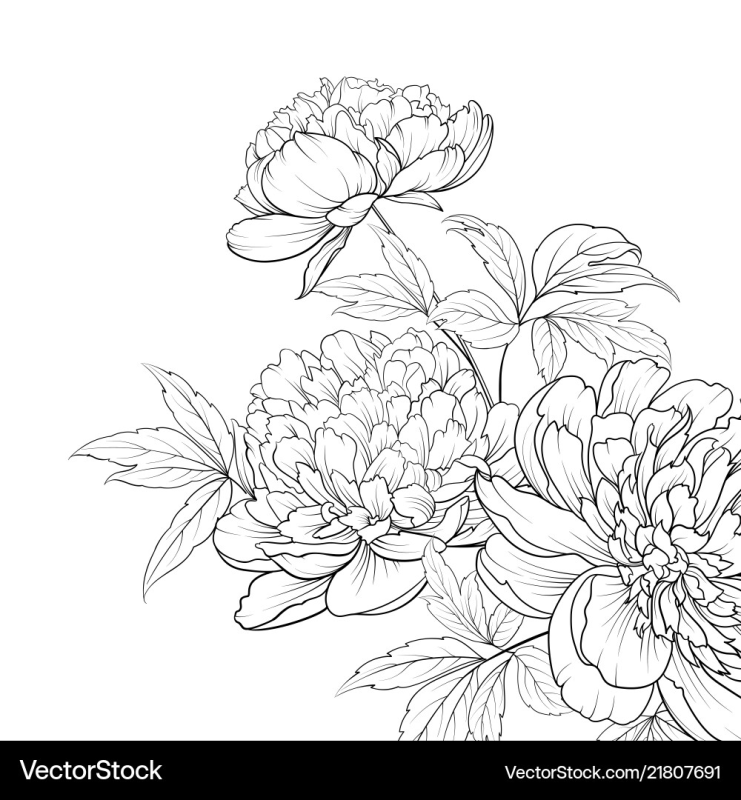 Пионы для раскрашивания