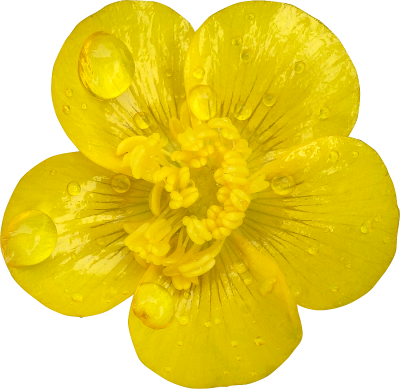 Buttercup Лютик