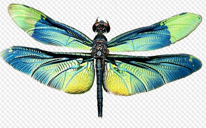 Стрекоза на белом фоне