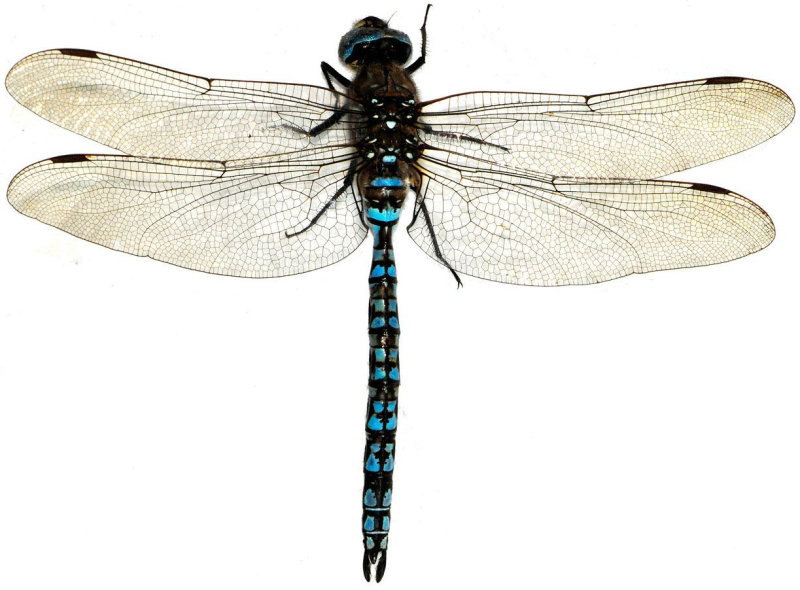 Aeshna caerulea