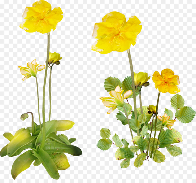 Лютик цветок