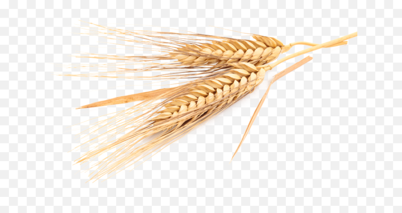 Колосья пшеницы