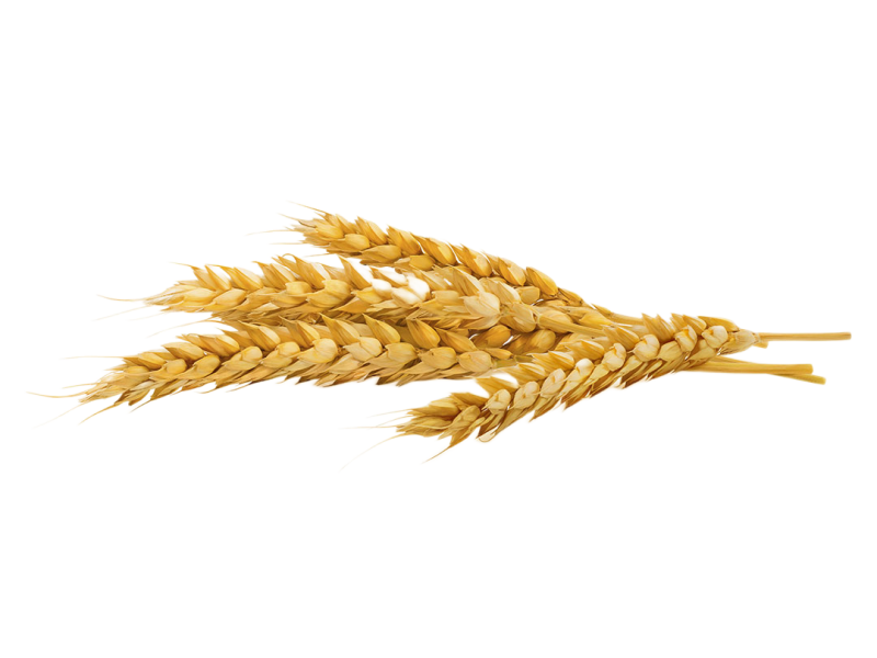 Пшеница на белом фоне