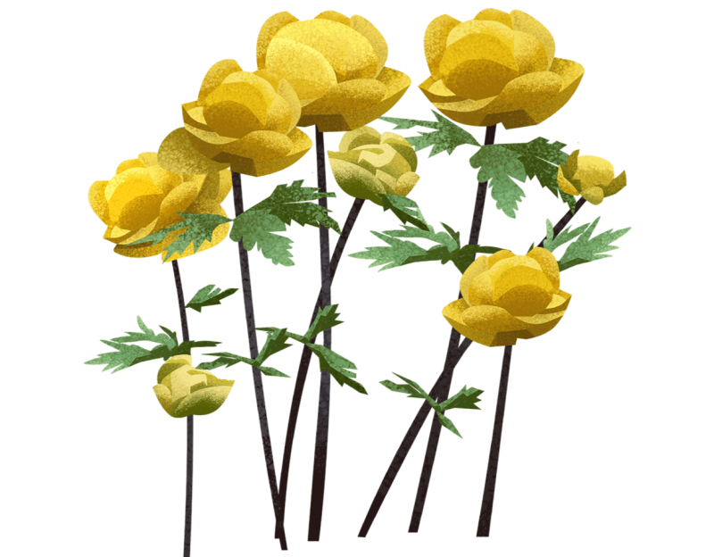 Купальница европейская