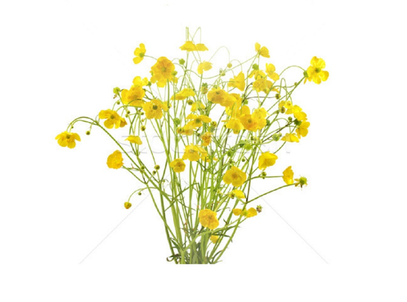 Подснежный Лютик