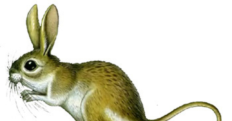 Тушканчик с детьми