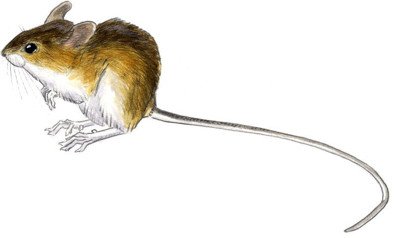 Хвост тушканчика