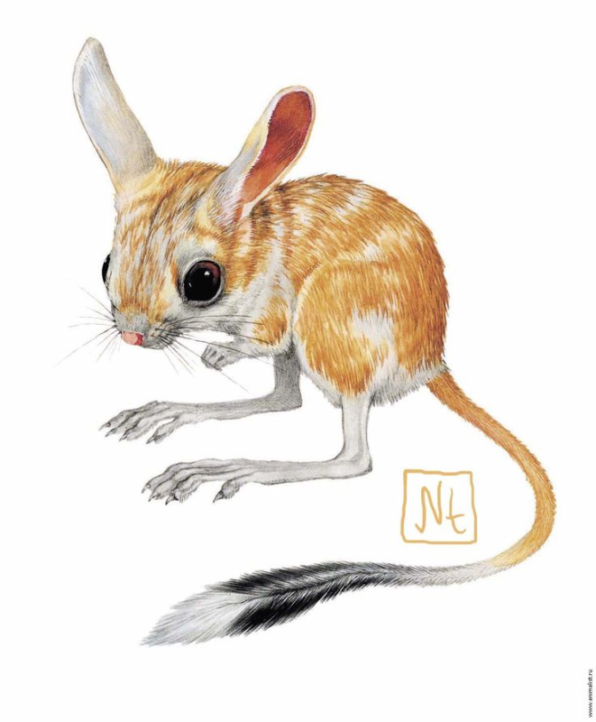 Тушканчик на белом фоне