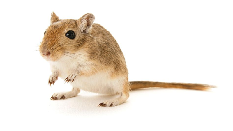 Тушканчик на прозрачном фоне