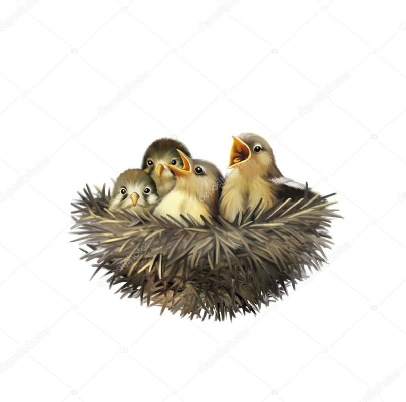 Птенчики для детей