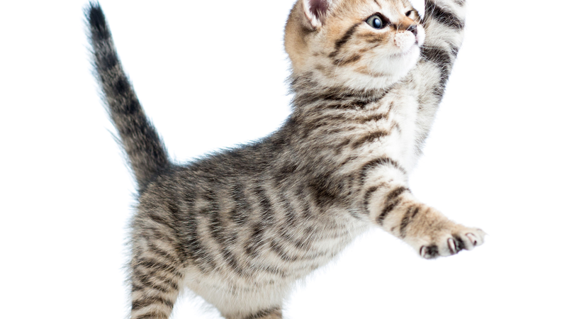 Кошка на белом фоне