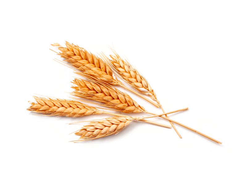 Колосья пшеницы