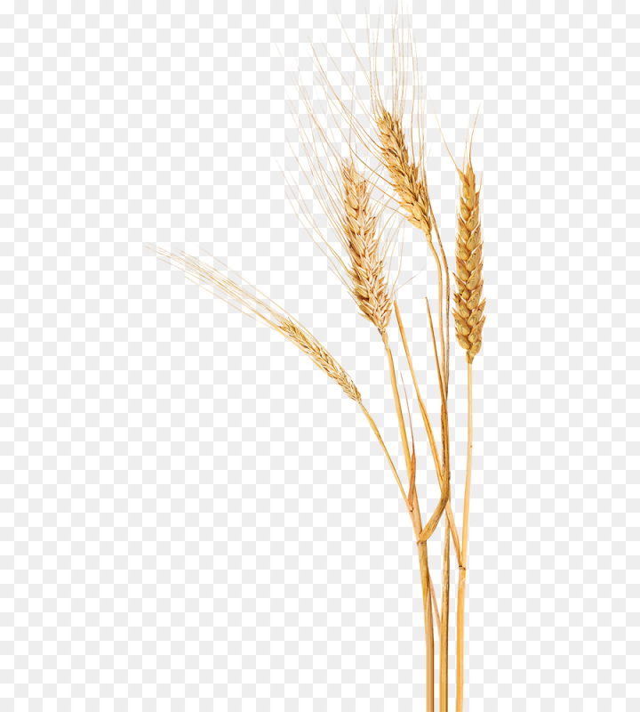 Сноп тритикале