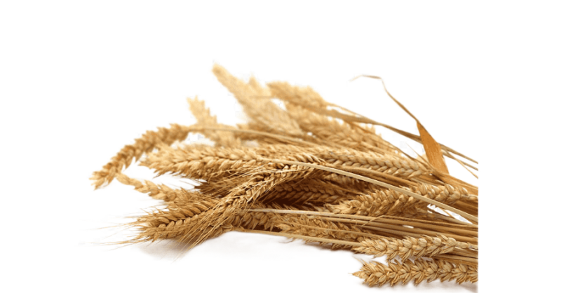 Колосок пшеницы