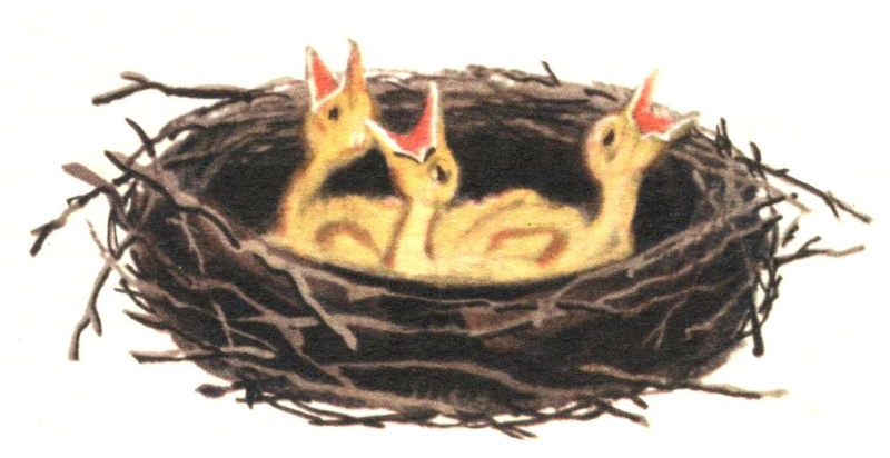 Гнездо иллюстрация