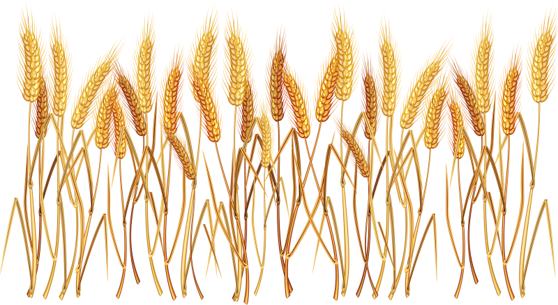 Злаки на белом фоне