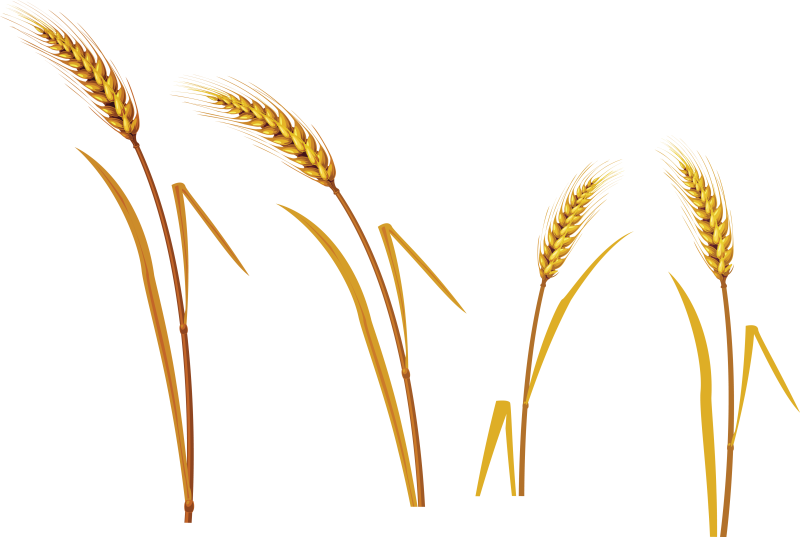 Семяносные колоски колоски