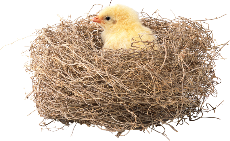 Птенцы в гнезде на белом фоне