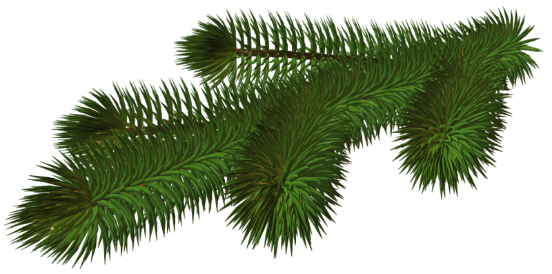 Елочная ветка