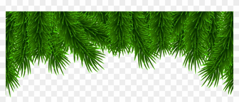 Еловая лапа