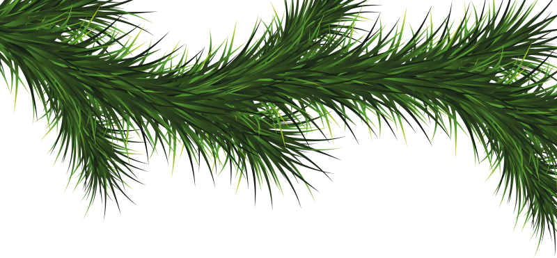 Ветка Еловая