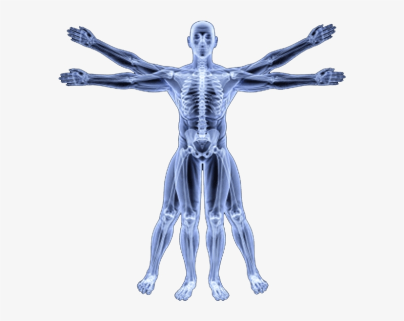 Человек прозрачный анатомия