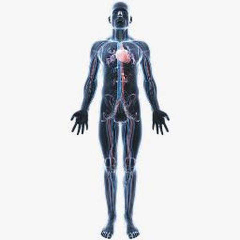 Прозрачное тело человека