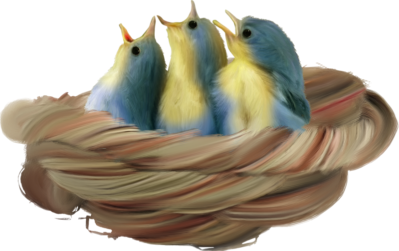 Птичка клипарт на прозрачном фоне