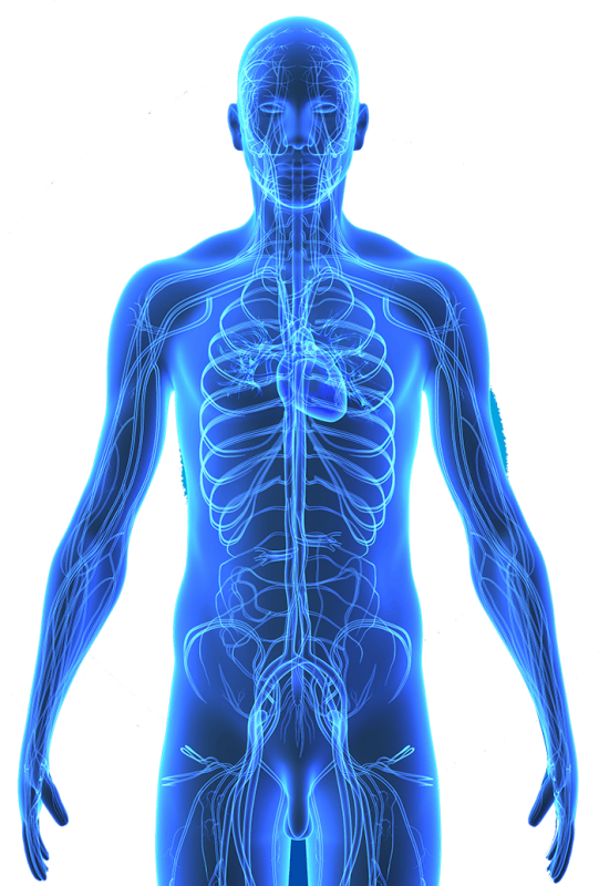 Человек прозрачный анатомия