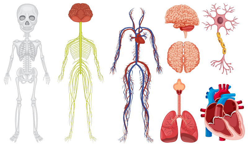 Анатомия для детей