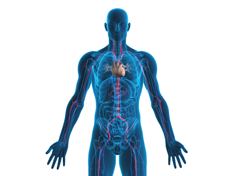 Человек прозрачный анатомия