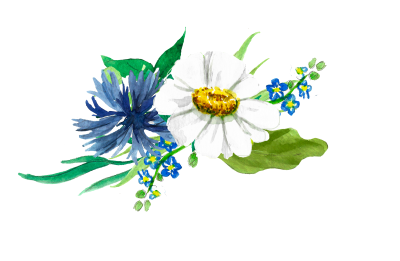 Васильки на белом фоне