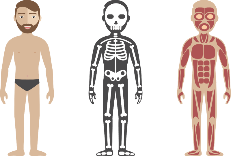 Анатомия человека вектор