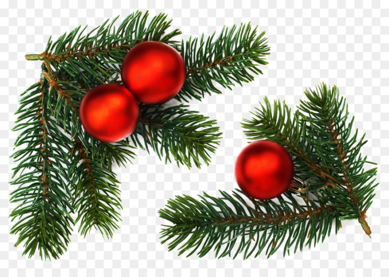 Ветка Еловая