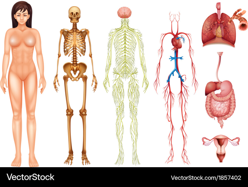 Анатомия тела женщины