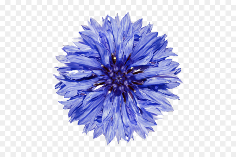 Василек для детей