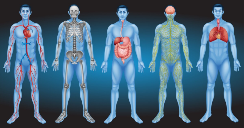 Организм человека