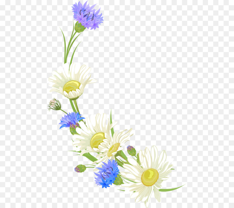 Полевые цветы на прозрачном фоне
