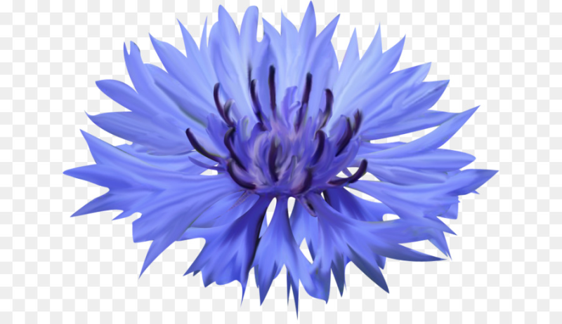 Василек синий полевой