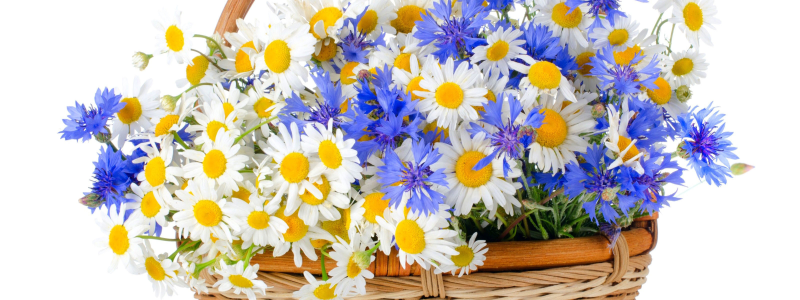 Ромашки и васильки
