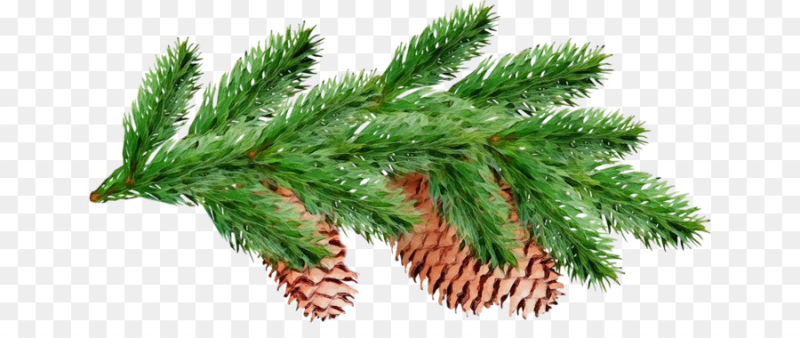 Хвойная ветка пихта