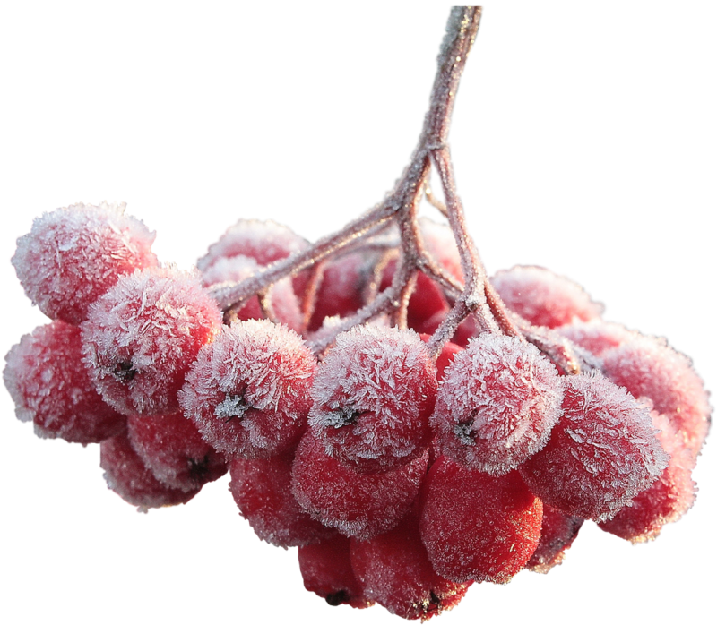 Рябина в снегу на прозрачном фоне